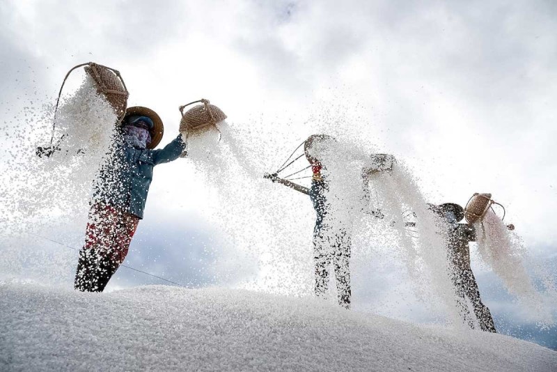 Dynamic Salt Pouring Action at Hon Khoi Salt Fields Salt workers dynamically pouring salt from baskets into large piles at Hon Khoi Salt Fields